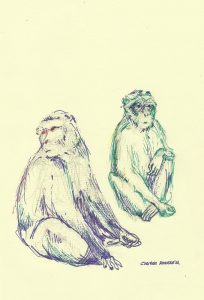 Gibraltar para monos